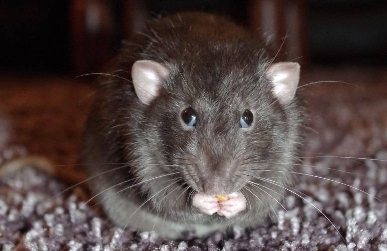 What does Rat Bruxing mean - it might be scary to see, but usually there isn't a reason to worry too much!