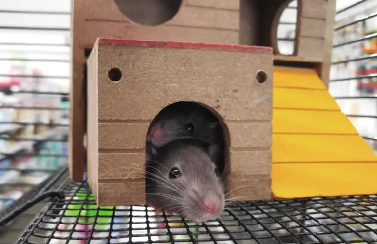 Are Pet Rats Nocturnal and Do They Sleep At Night - They actually change routines according to their owner!