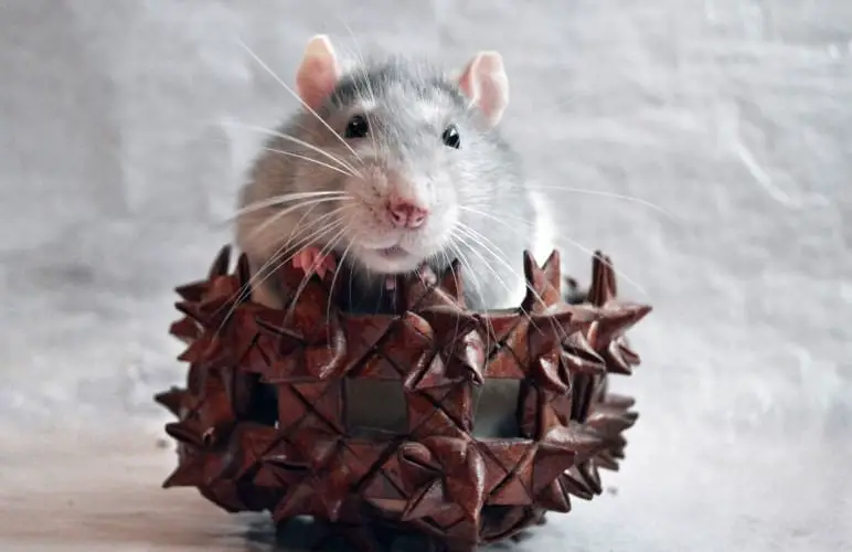 Choosing how many adorable pet rats to get can be a hard choice, let me help you!