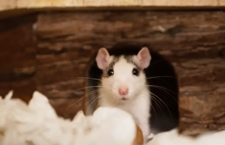 How well do pet rats actually recognize their owner - better than you think!