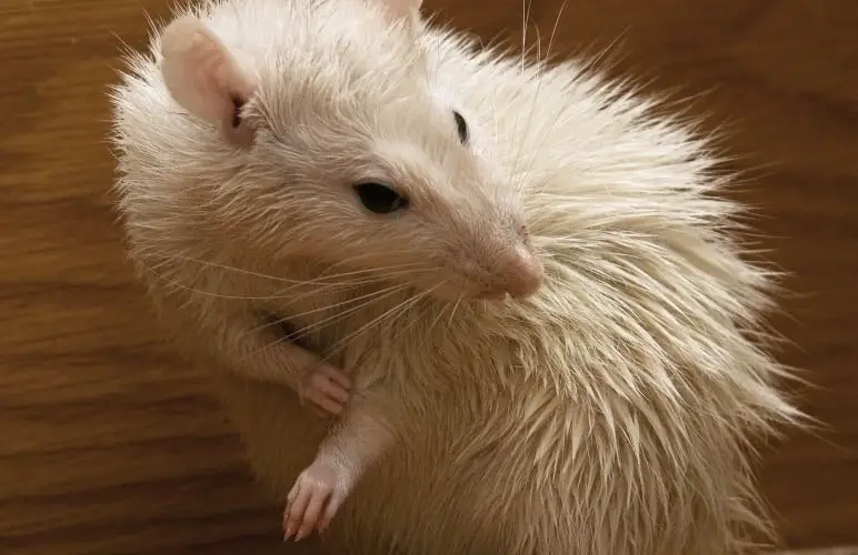 Introducing a Pet Rat to water is easier than it seems! But there are some things to watch out for.