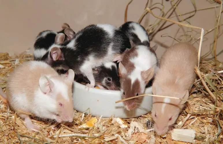 Is Hamster food good for Pet Rats - they won't thrive from it! But it can work, here's more info on it.