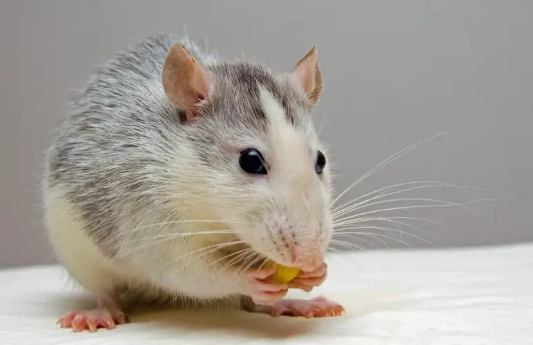 Pet Rats can bite sometimes, but there are differences between biting and nibbling!
