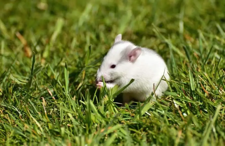 Pet rats are usually very clean and safe to handle, but if you want to help your pet rats clean themselves, here's how!
