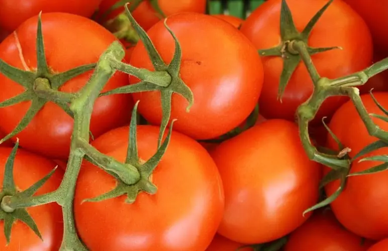 Tomatoes have a LOT of vitamins, so most rodents can eat them safely, but there's more to it than that.