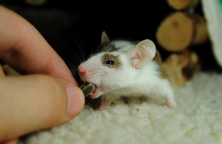 Don't overfeed your pet rats! Even several pieces of tomato can be too much.