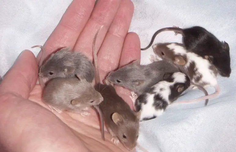 Pet Rats can show affection in many ways, here are some examples!