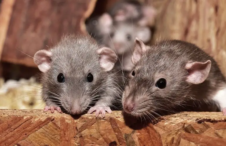 Pet rats can be somewhat noisy at night, but nothing major. Digging or a squeaky wheel can make some noise though.