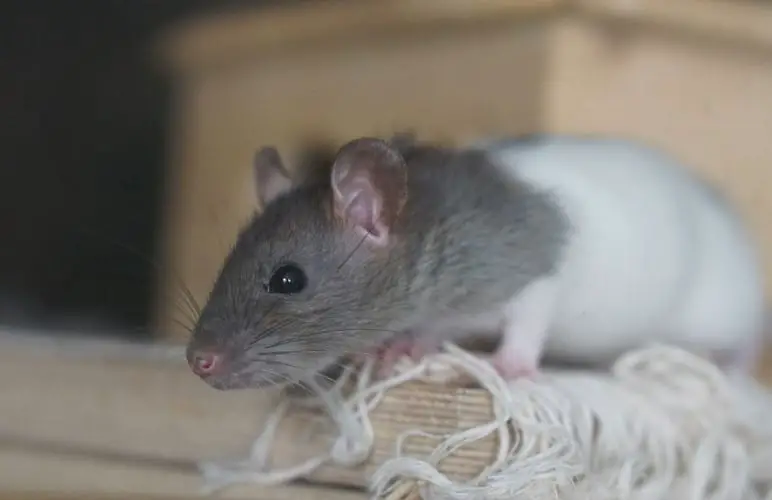Teaching your pet rat to swim can help them have fun in water, here's how!