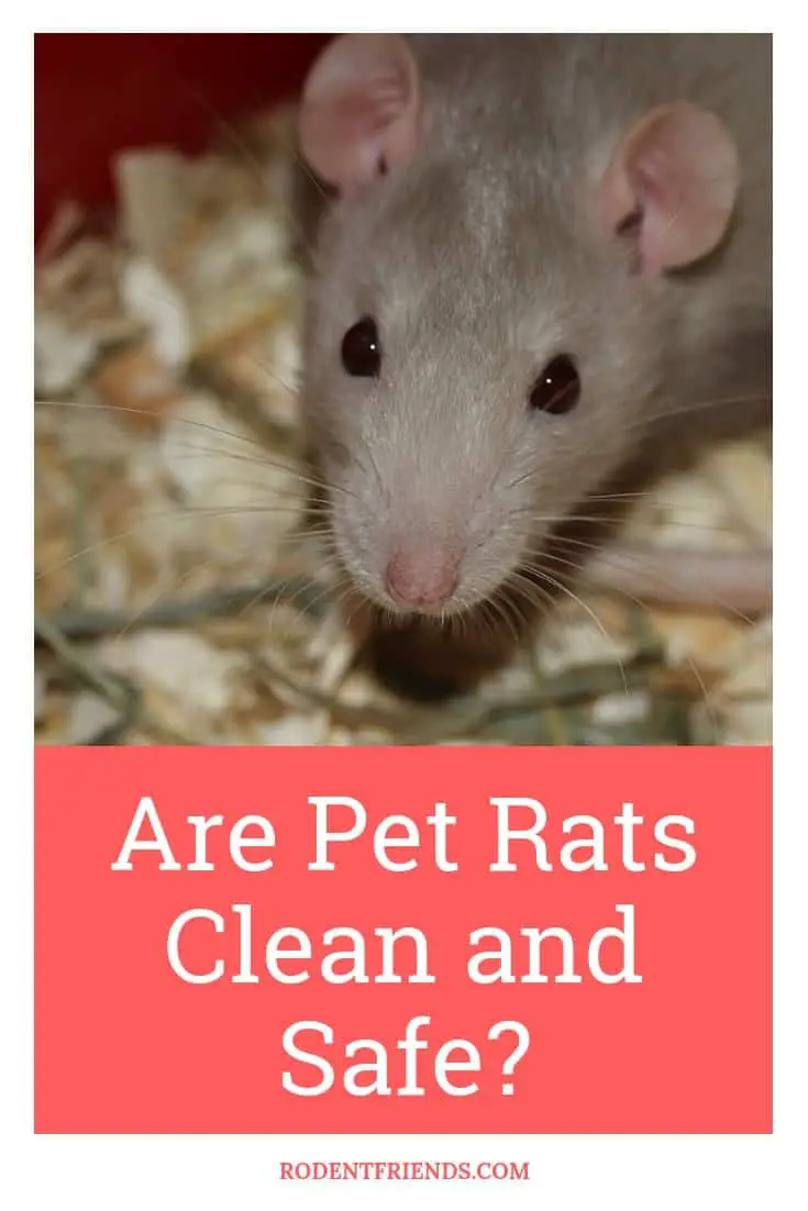 Are Pet Rats Clean And Safe - To many people's surprise, they can be as clean as other pets, or even more!
