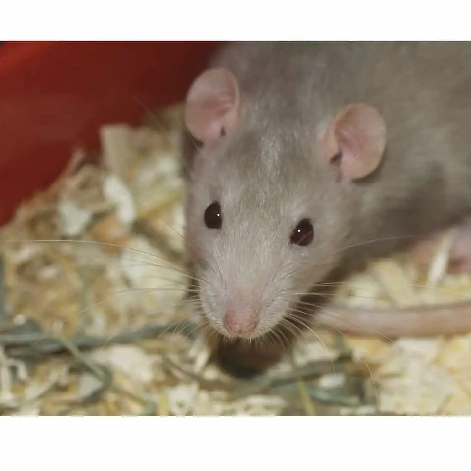 Are Pet Rats Clean And Safe - Let's break the myth of pet rats carrying all sorts of disease!