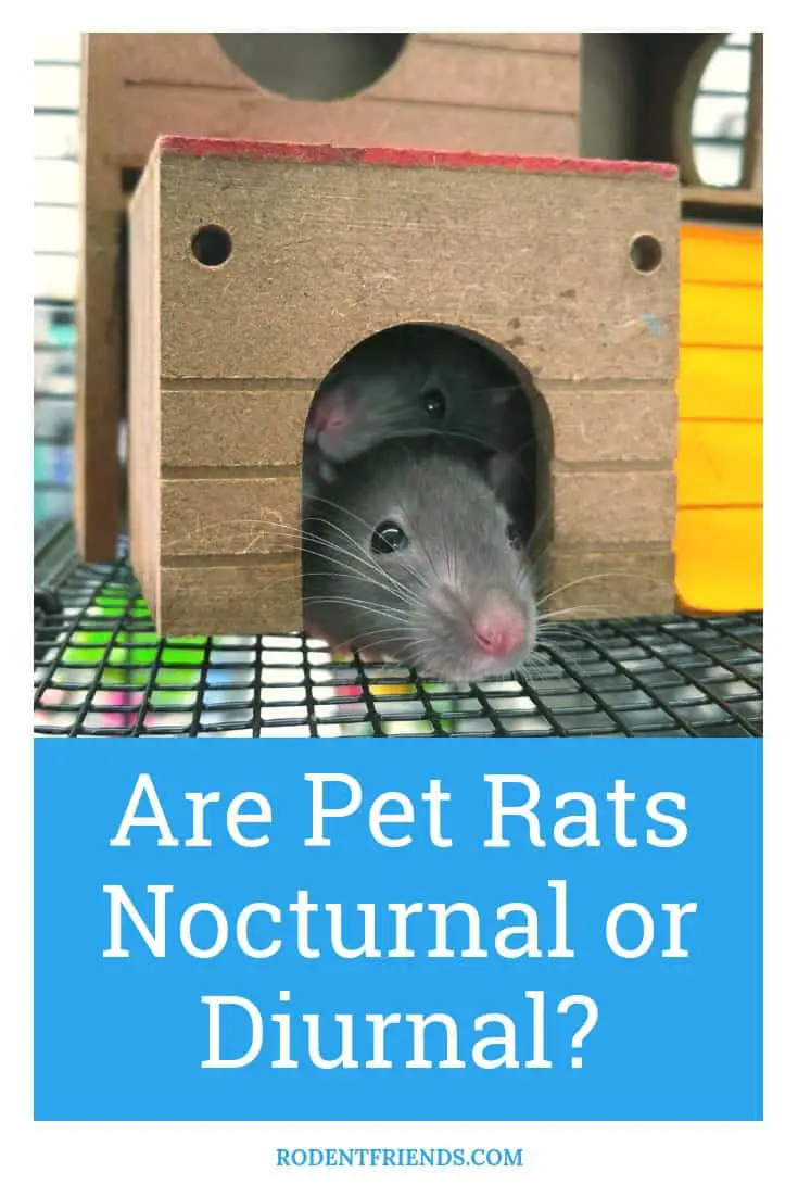 Are Pet Rats Nocturnal Or Diurnal - Everything you need to know about pet rats!