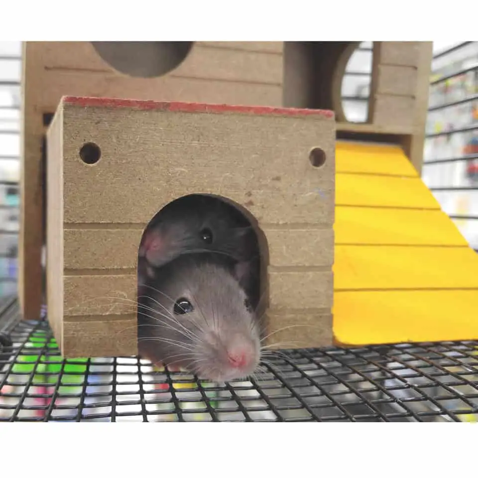 Are Pet Rats Nocturnal Or Diurnal, here's what you need to know!