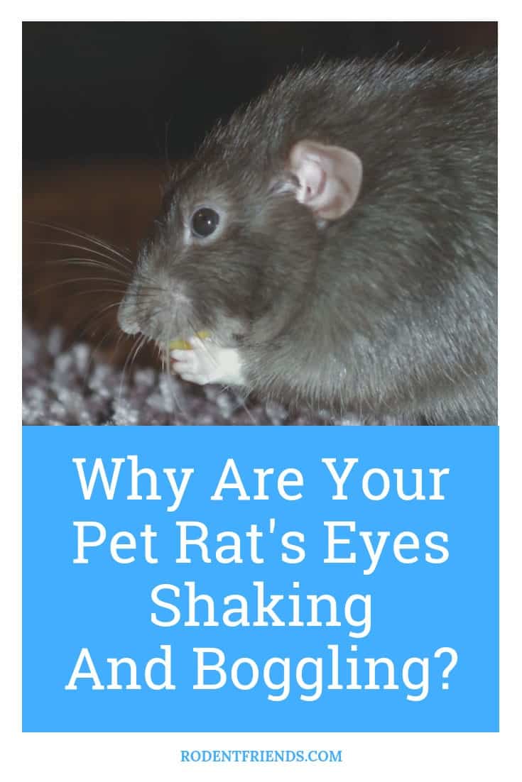 Are Your Pet Rats Eyes Boggling And Shaking - here's why!