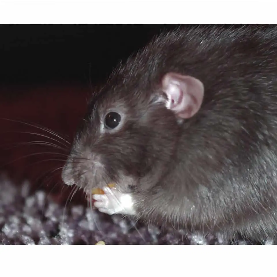 Are Your Pet Rats Eyes Boggling And Shaking - Find out the reason why!