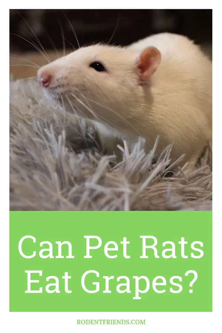 Can Pet Rats Eat Grapes - It mostly depends on the part of the grape! They are a delicious treat for pet rats.
