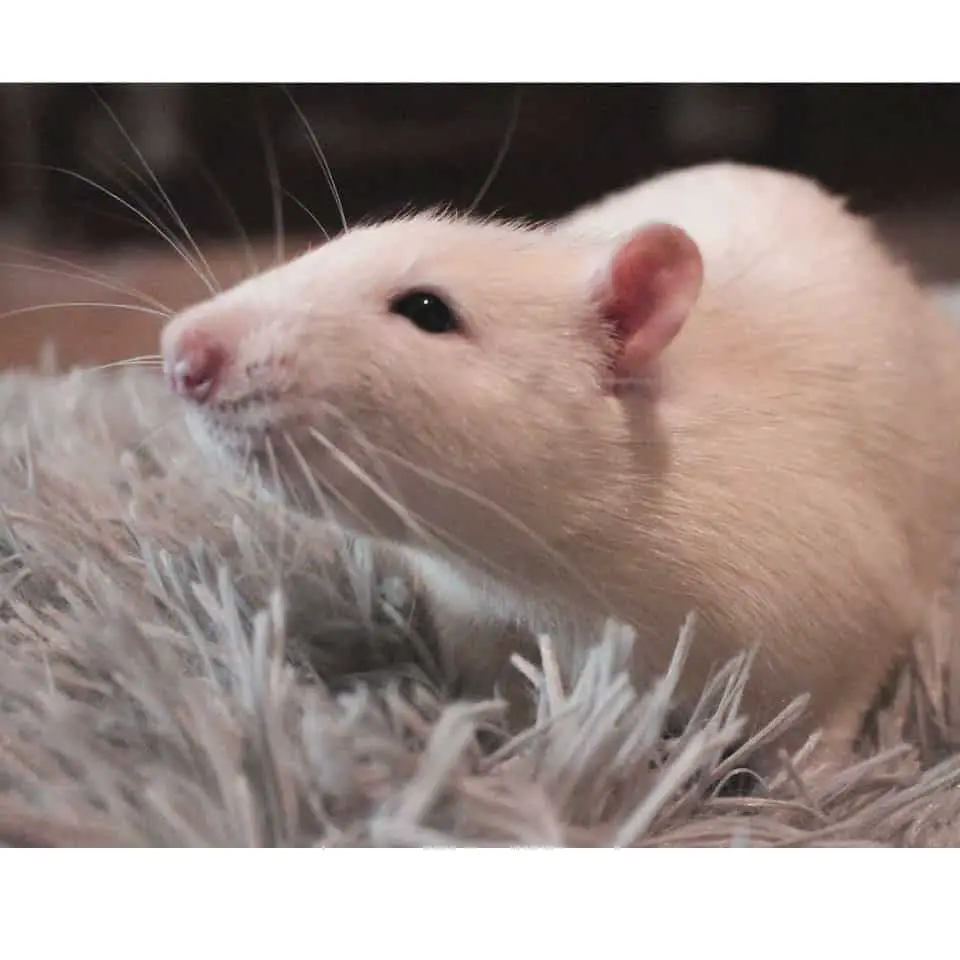 Can Pet Rats Eat Grapes - Find out how to give grapes to your pet rats!