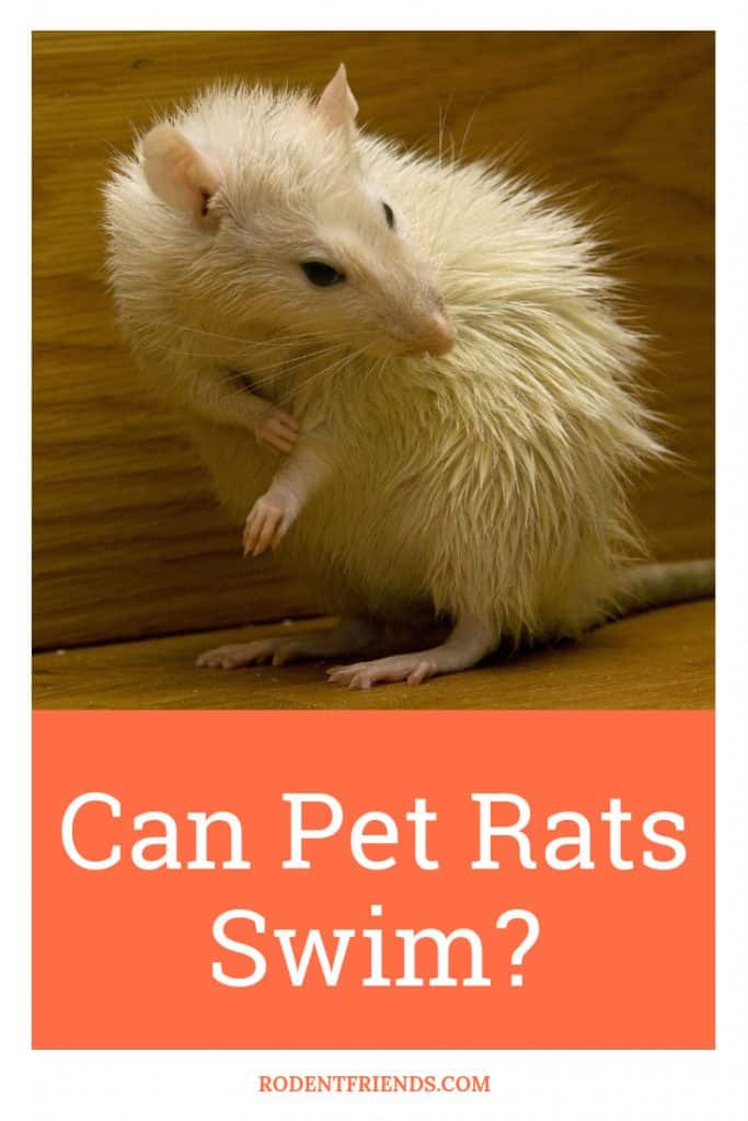 Can Pet Rats Swim? Do Rats Like Water? What You Should Know!