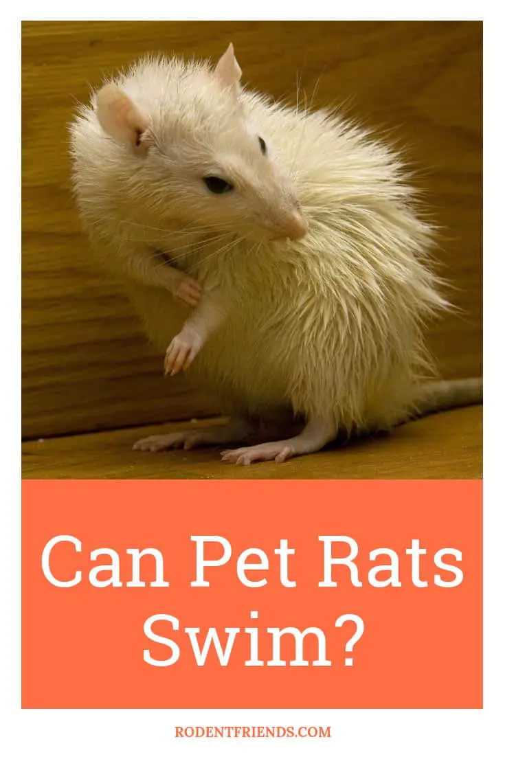 Can Pet Rats Swim - Let's destroy the myth of rat swimming! Every pet rat is different.