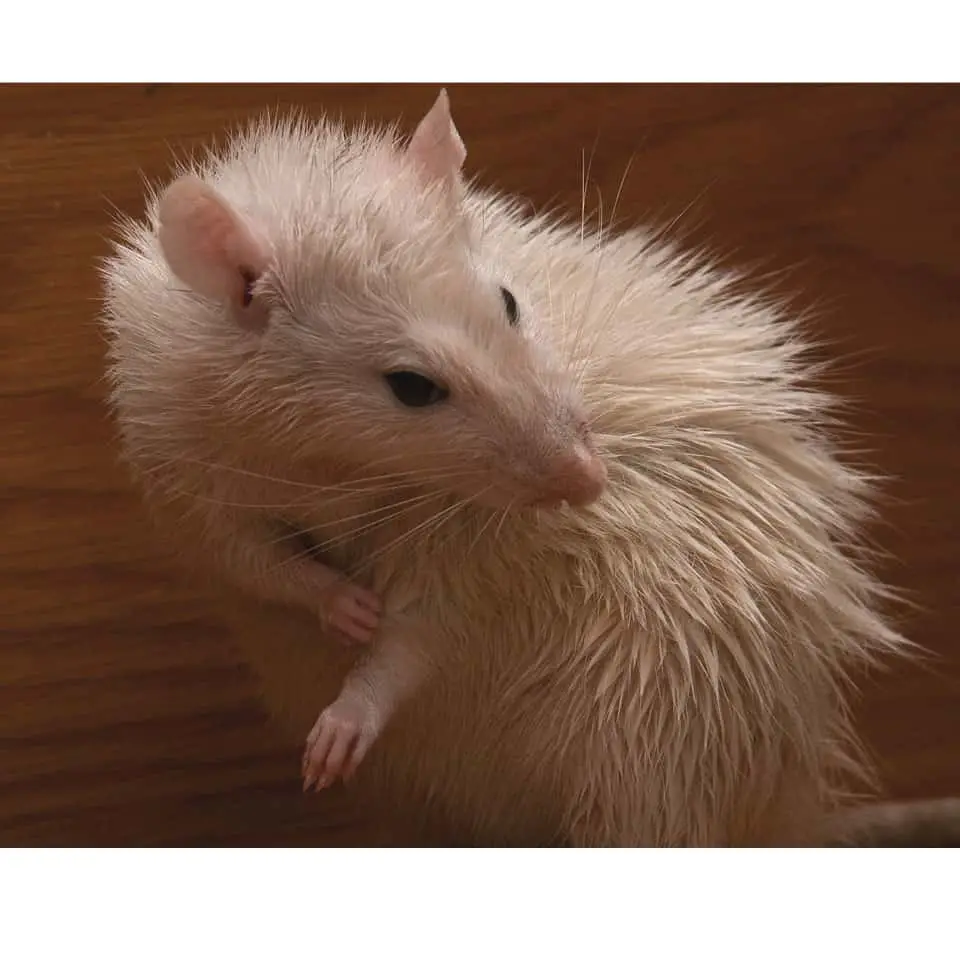 Can Pet Rats Swim - It mostly depends on the rat, but there are ways to teach them to swim!