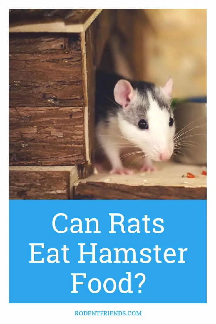 Can Rats Eat Hamster Food - Make the right decision on your pet rats diet!