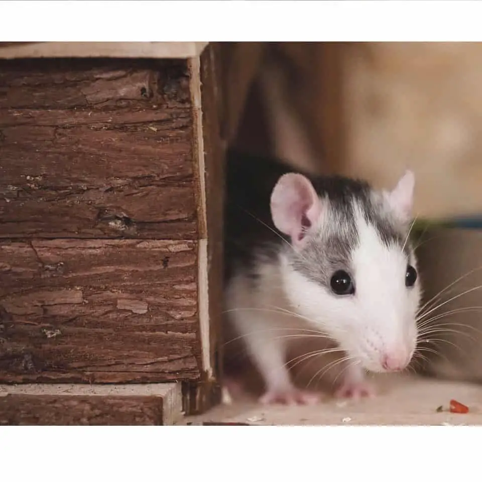 Can Rats Eat Hamster Food - Here's what you need to know at Rodent Friends!