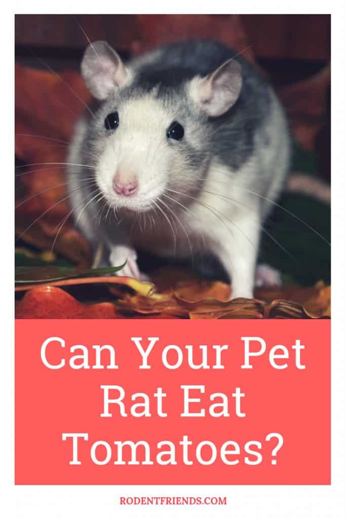 Can Rats Eat Tomatoes Safely? Rodent Friends