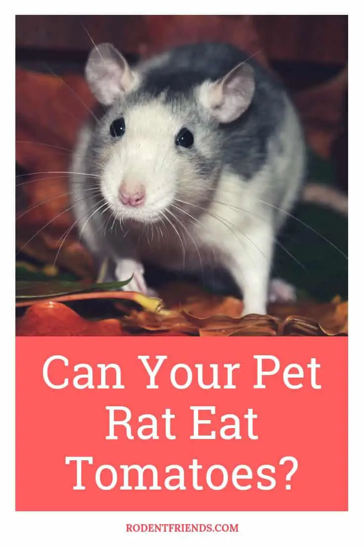 Can Rats Eat Tomatoes - Even though tomatoes are High on Vitamins, there are some things that you should be careful about!