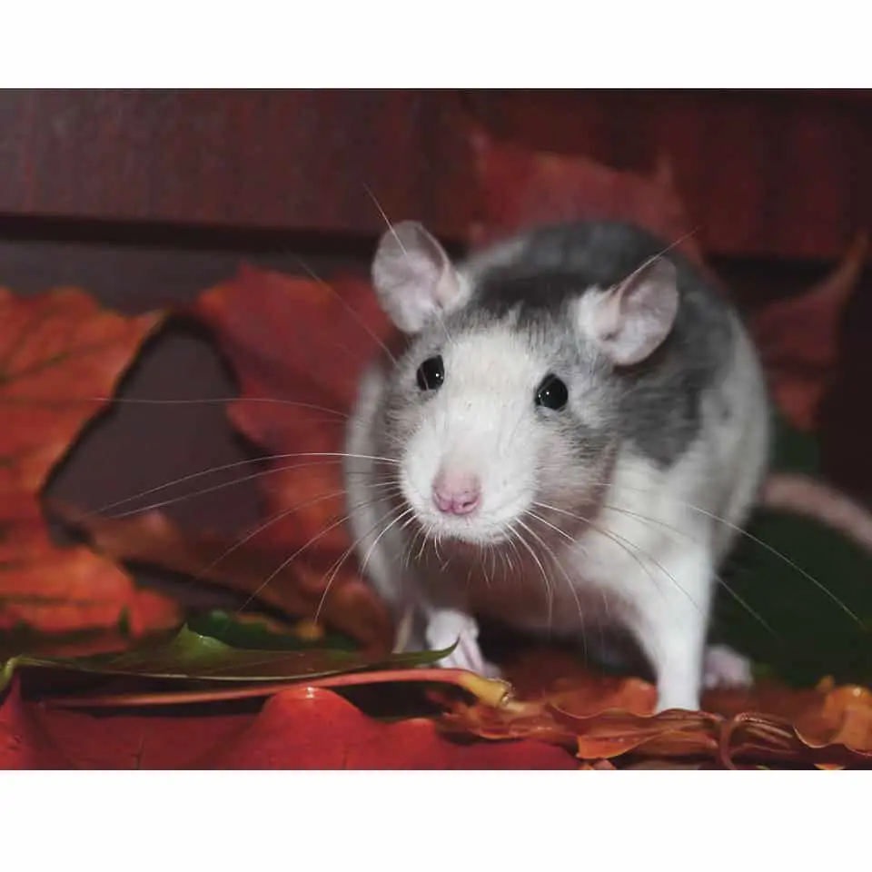 Can Rats Eat Tomatoes - Some parts are very good for them! Others, not so much, find out more!