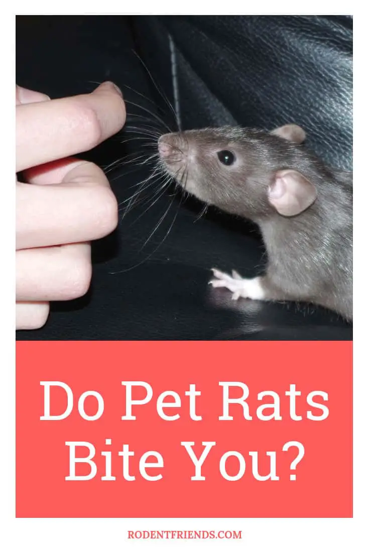 Do Pet Rats Bite You - There are several reasons for this to happen and the risks involved, find out more in my full post!