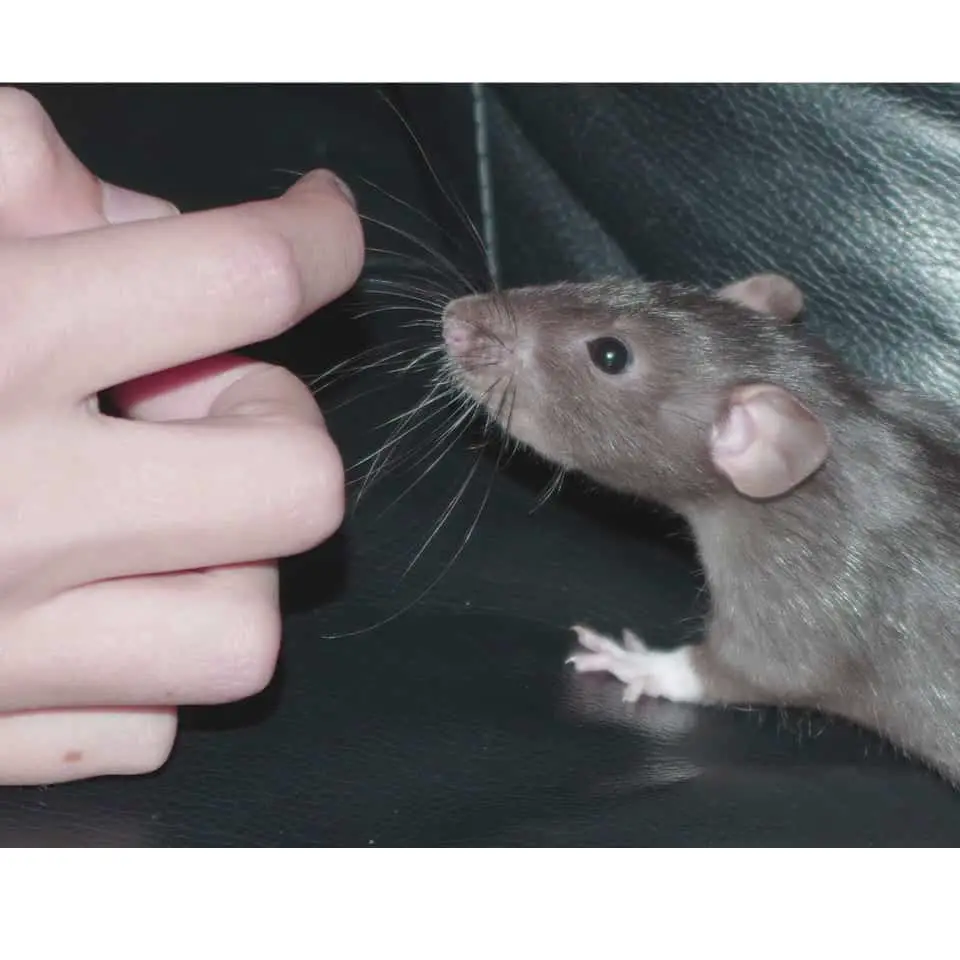 Do Pet Rats Bite You - A pet rat can bit you now and then, but there are reasons for it! Find out more on my post on Rodent Friends