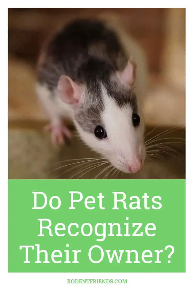 Do Pet Rats Recognize Their Owner - Pet Rats have terrible eyesight, but that doesn't mean they can't recognize you in other ways!
