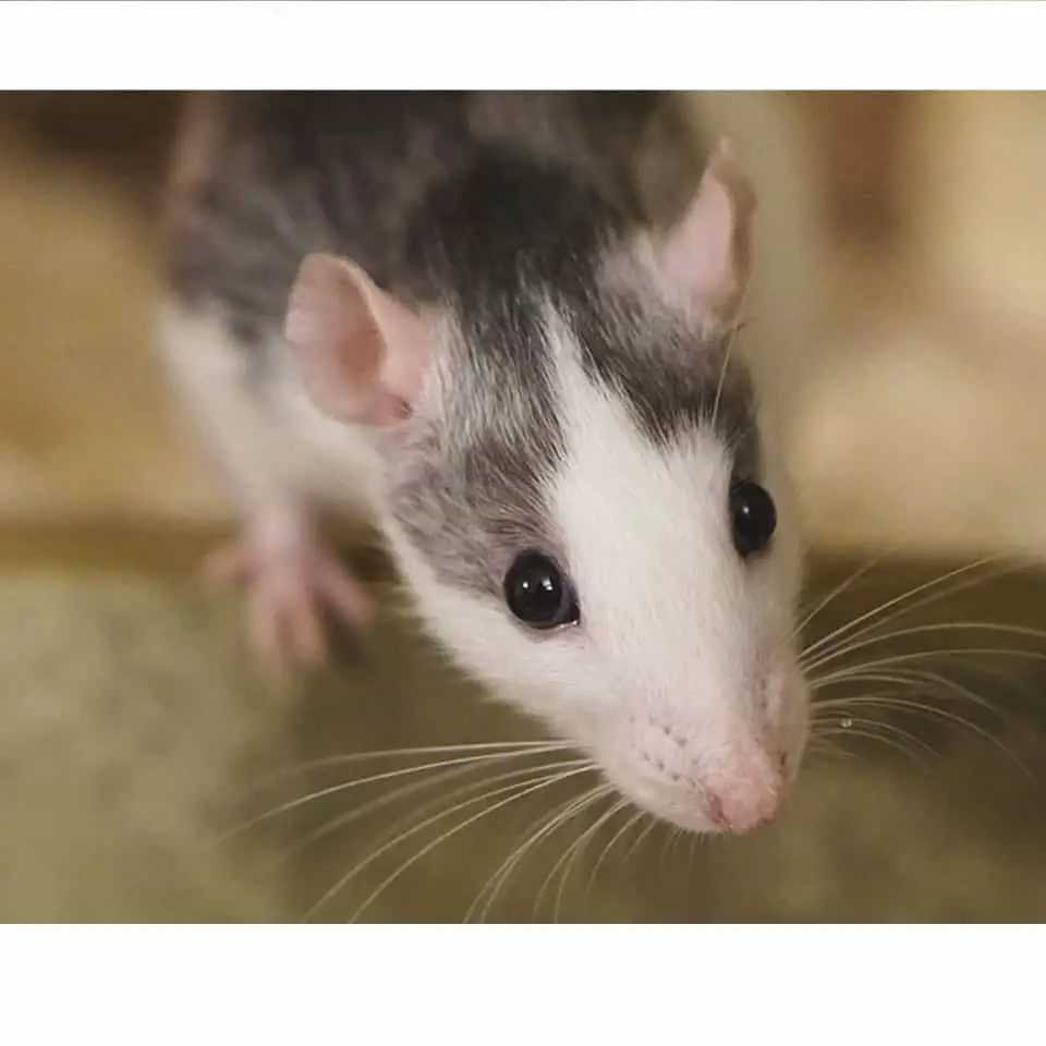 Do Pet Rats Recognize Their Owner - There are several ways pet rats recognize their owner, here are some of them!