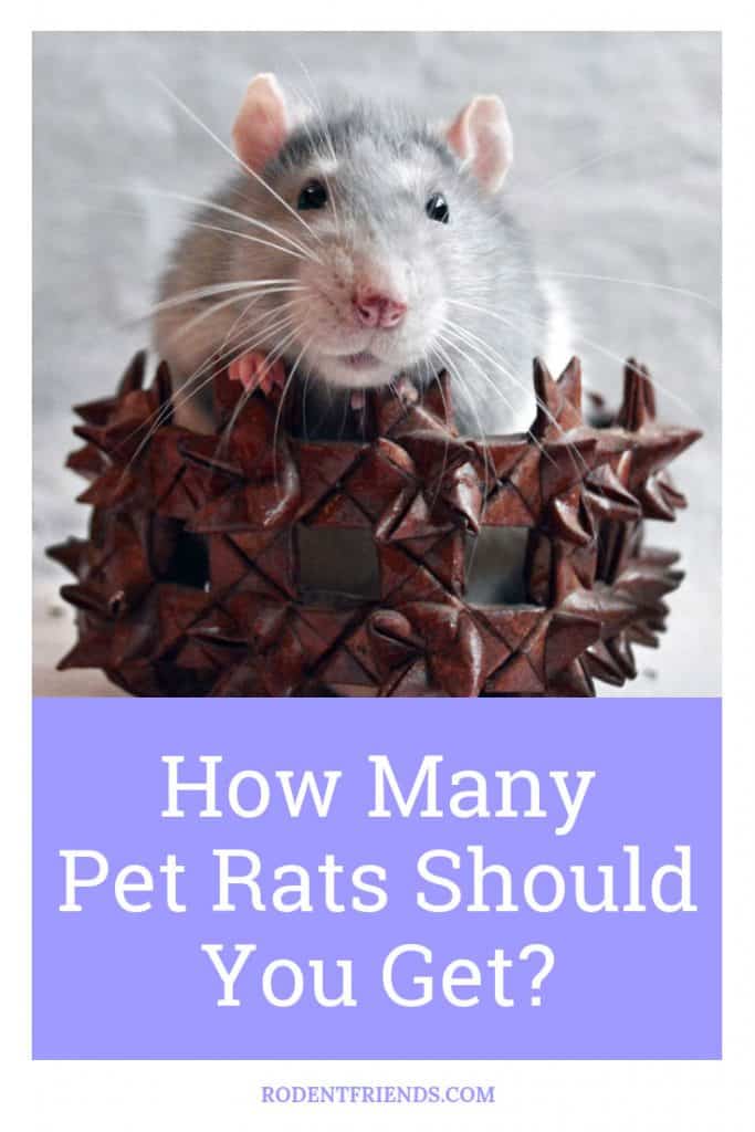 How Many Pet Rats Should You Have? Rodent Friends