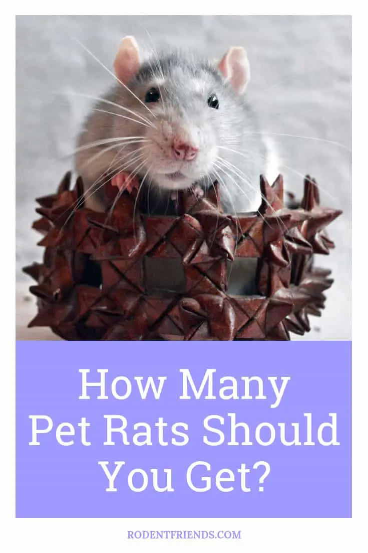 How Many Pet Rats Should You Get - This question is easier to answer than it seems, but it depends on a few things! Check the full post here on Rodent Friends