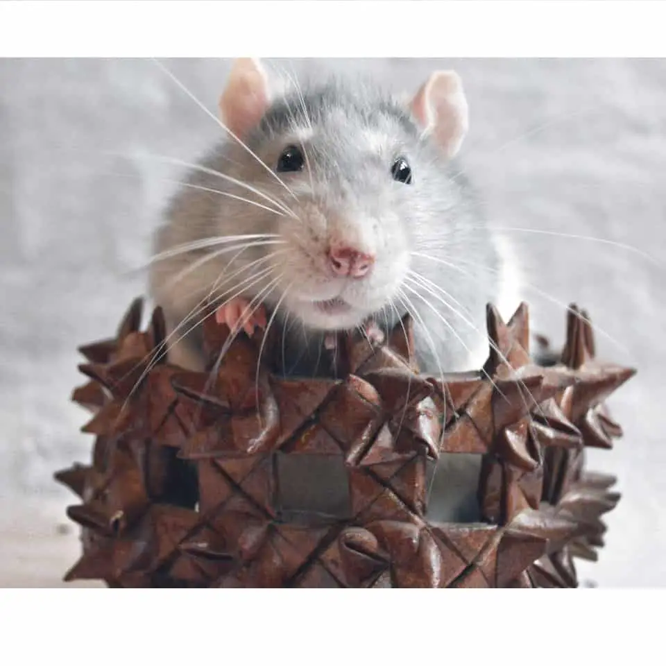 How Many Pet Rats Should You Get - It always depends on a few factors, so let's talk about them!