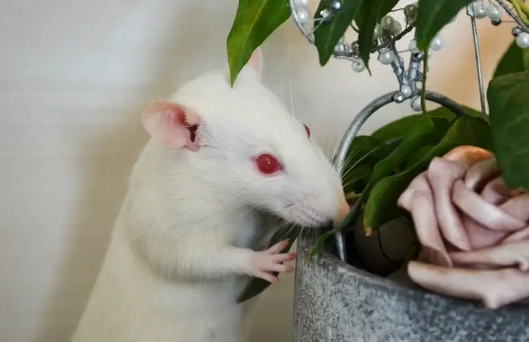 How smart are pet rats - Compared to a human, they're not as smart, but they can be compared to a Dog!