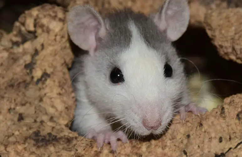 If your pet rat is scratching more than usual, they might have fleas! Here's what you need to know.