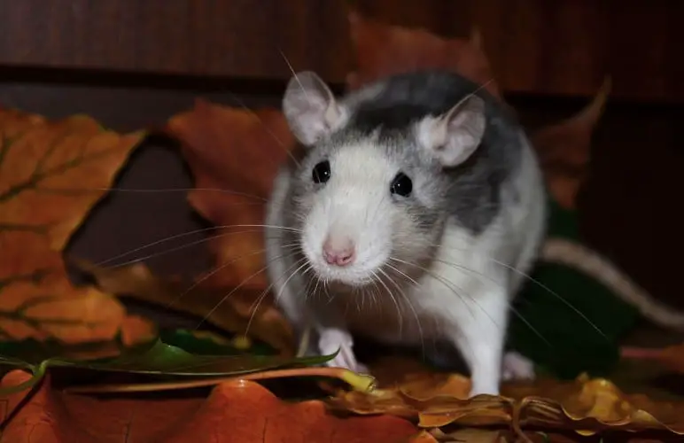 Pet rats recognize when they are being called by their name! You just need to teach them this neat pet rat trick.