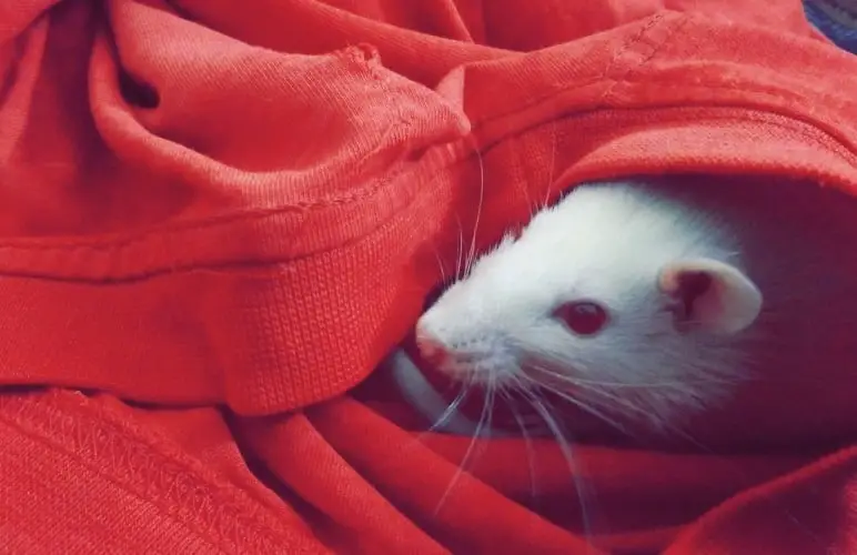 There are many options to use for bedding for your pet rat! Cloth and using old shirts is a cheap and practical option.