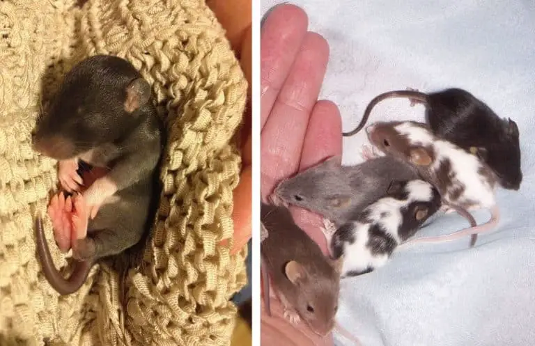 Average Pet Rat Size (With Images) - Rodent Friends