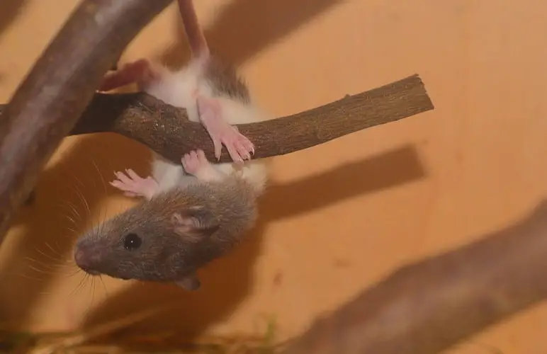 Pet rats are actually amazing jumpers, but some are a bit scared. Teach them this pet rat trick so they can jump better!