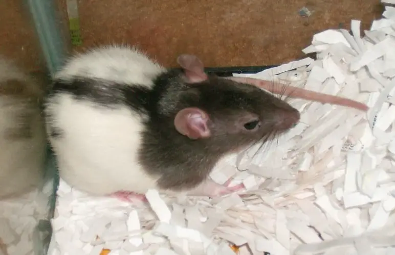 There are a few DIY projects that you can use for your pet rats bedding! Here's a few examples.
