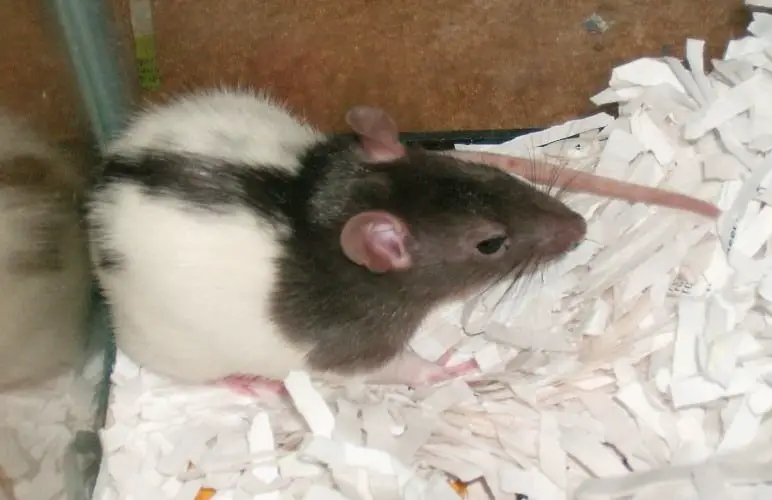 Cheap rat outlet bedding