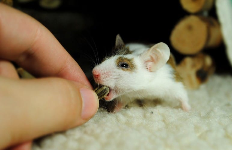 Praise Your Pet Rats after using the litter box! This will make them more used to doing this and it will be easier to clean!