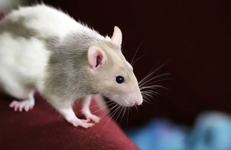 Pet rats love exploring, so consider adding a litter box outside their cage so they feel more at ease.