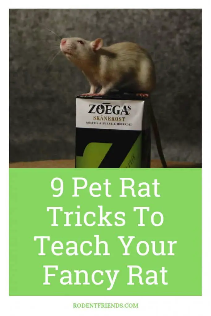 9 Pet Rat Tricks To Teach Your Fancy Rat - Fun pet rat tricks that you can teach quickly and bond with your pet rat!