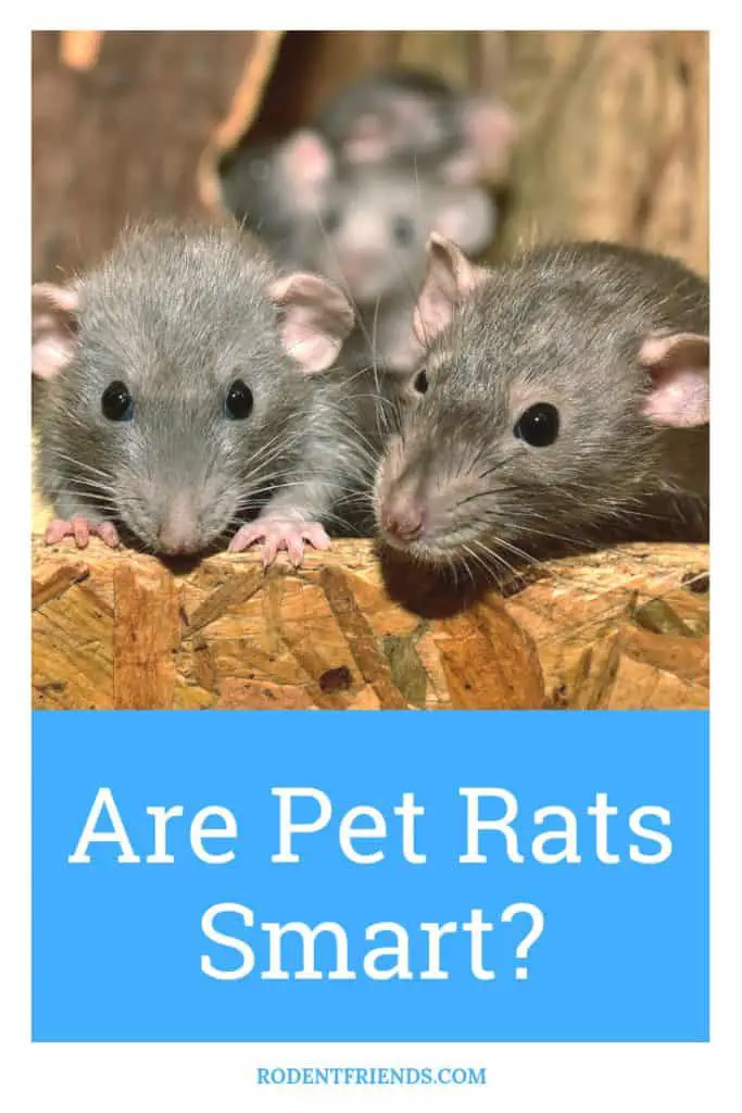 Are Pet Rats Smart - Pet rats can learn tricks, recognize their owners and so much more! Here's what you need to know.
