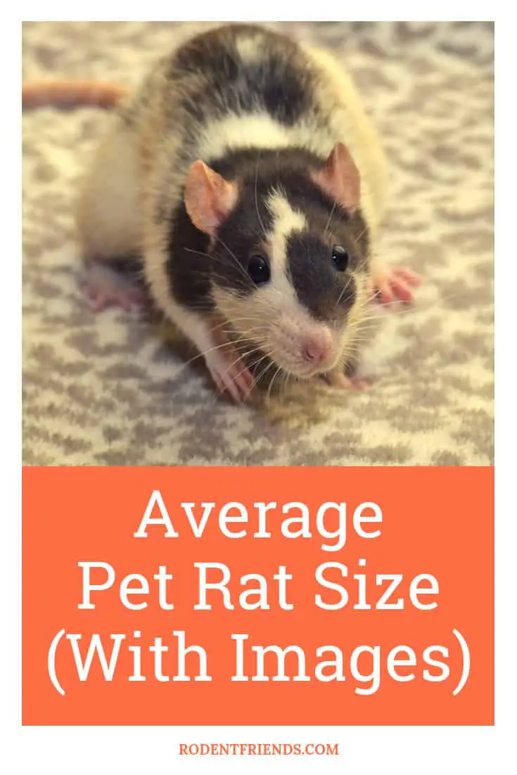 Average Pet Rat Size With Images! Learn how big do pet rats get, and how tiny they are when they are born!