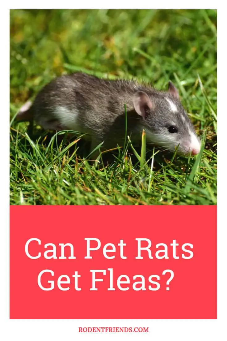Can Pet Rats Get Fleas - What you need to know and do when your pet rat has Fleas!